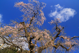 佛照寺のシダレザクラ