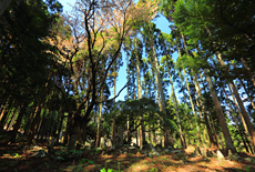 六郎谷のヤマザクラ