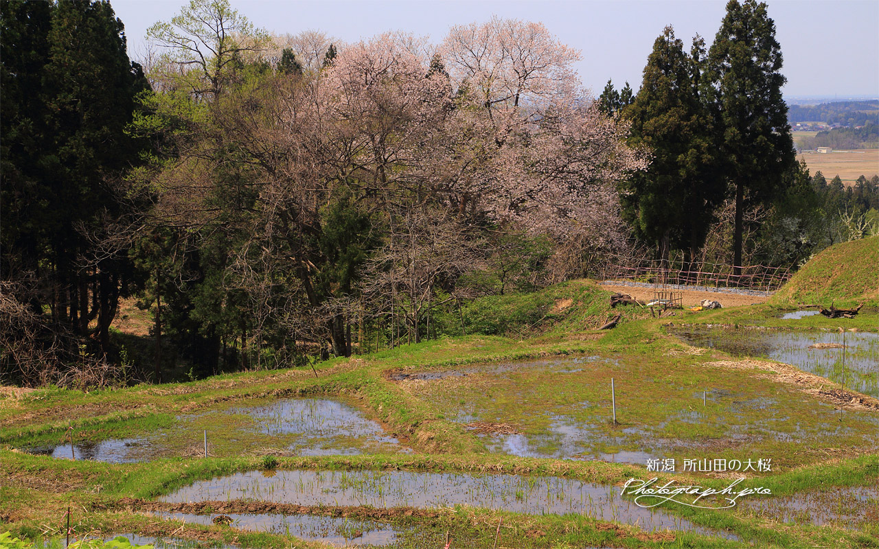 所山田の大桜 壁紙