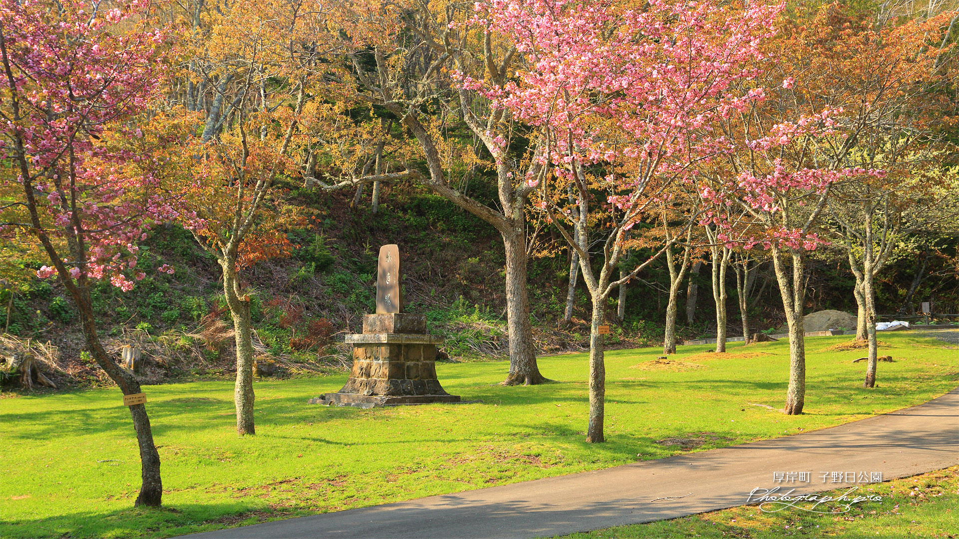 厚岸町 子野日公園の八重桜