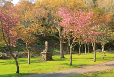 子野日公園の桜