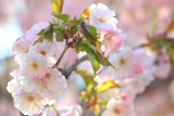 子野日公園の南殿