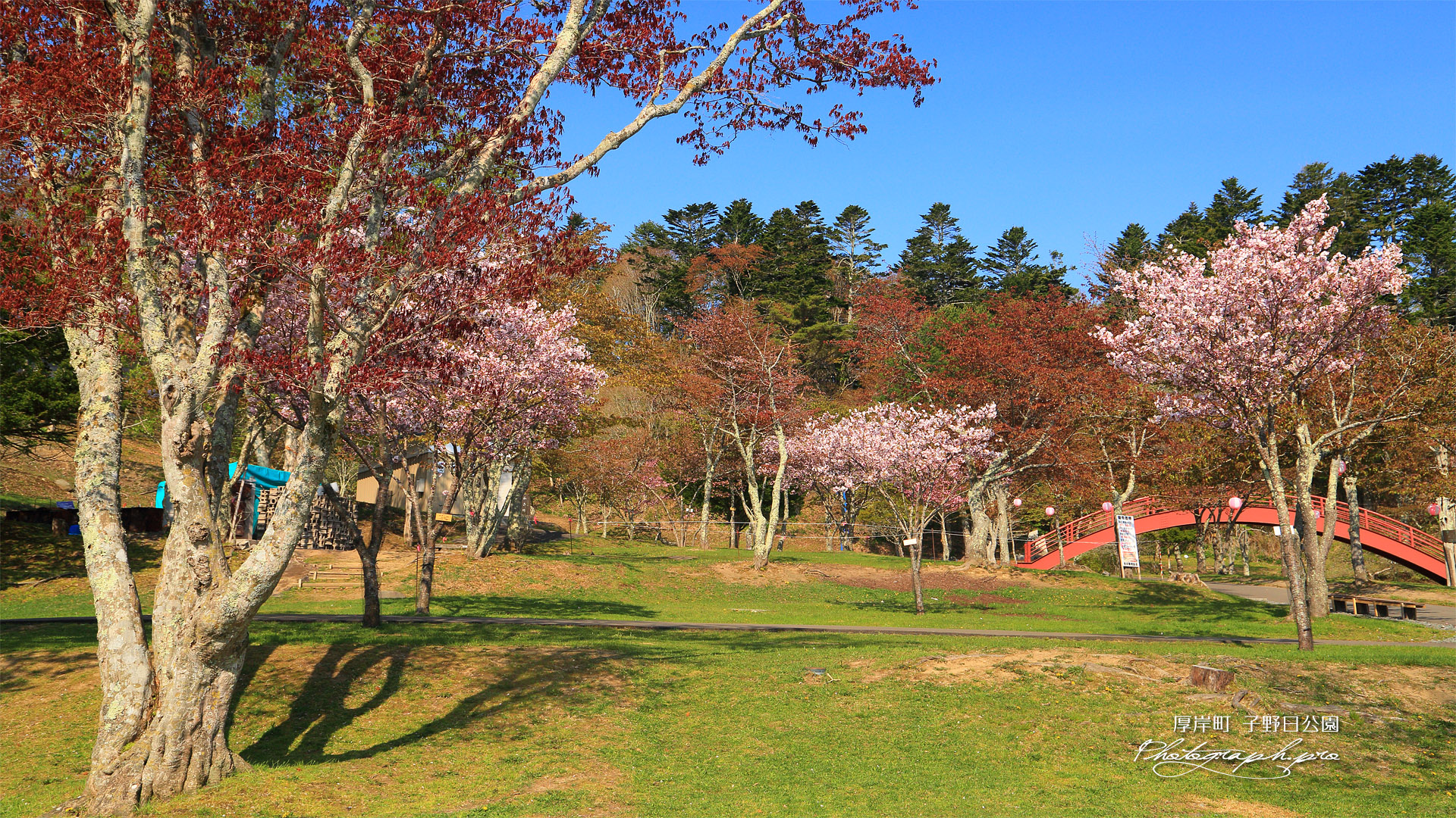 厚岸町 子野日公園の桜
