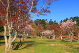 厚岸町 子野日公園の桜