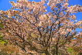 厚岸町 子野日公園の千島桜