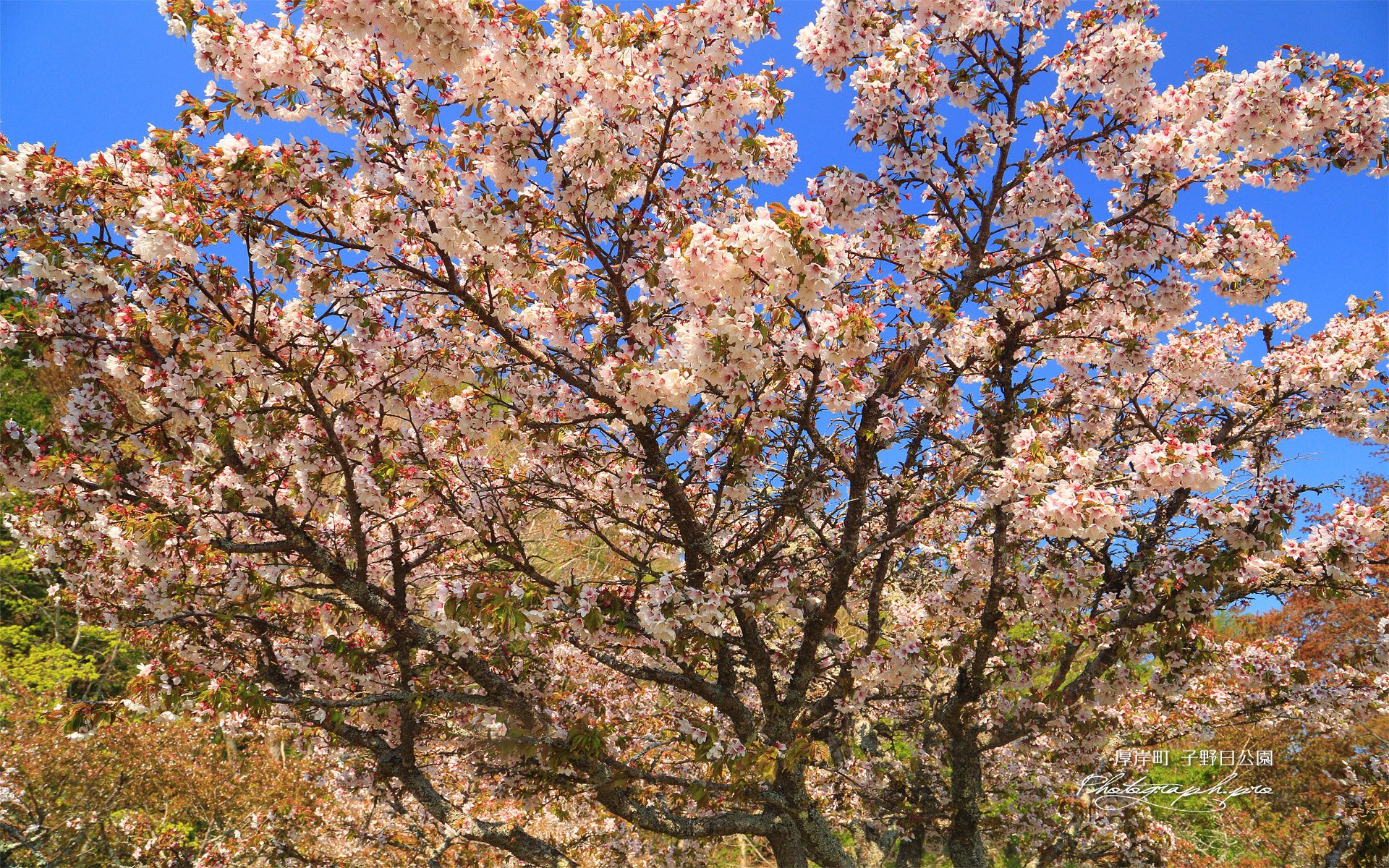 厚岸町 子野日公園の千島桜