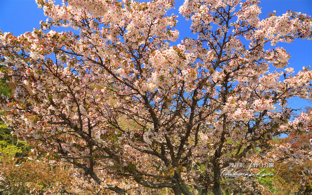 厚岸町 子野日公園の千島桜 壁紙