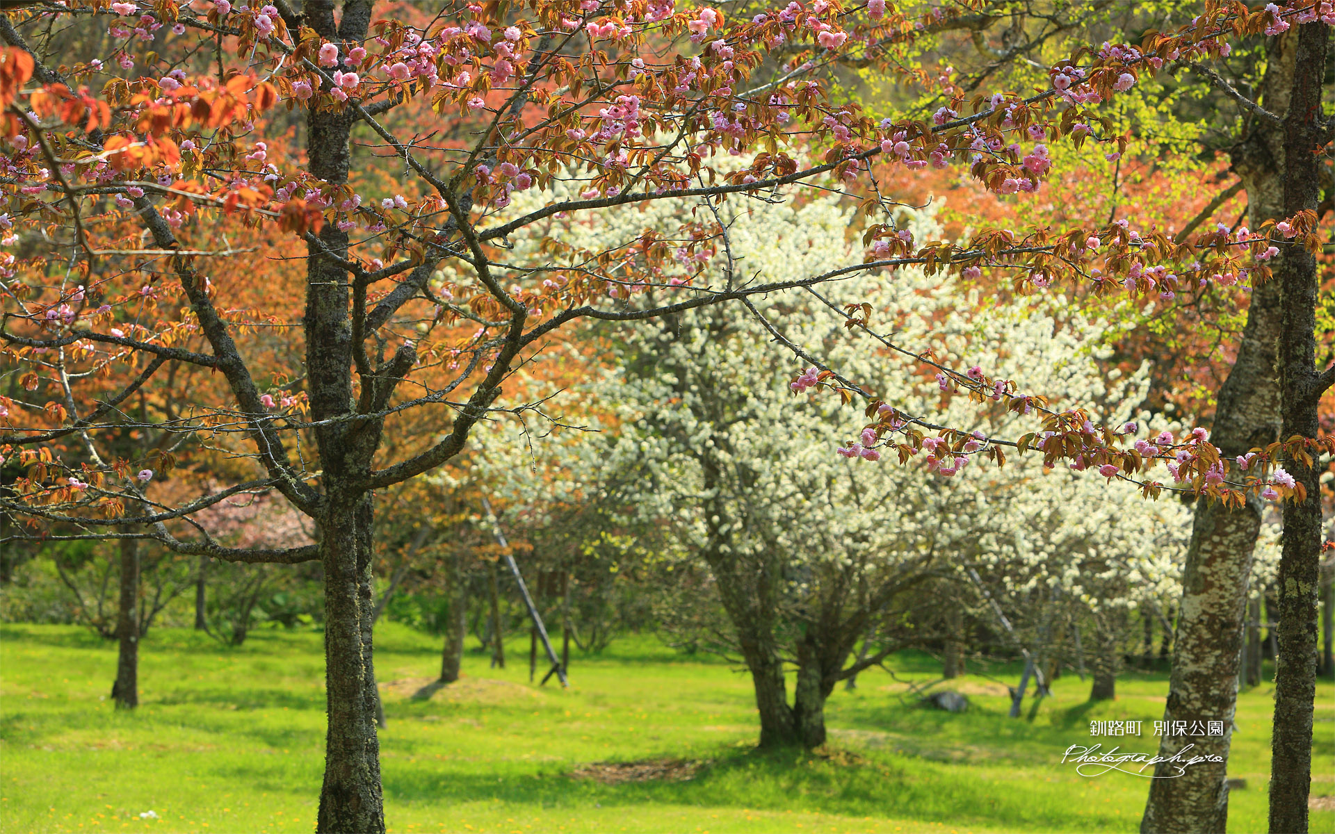 別保公園 釧路八重と李