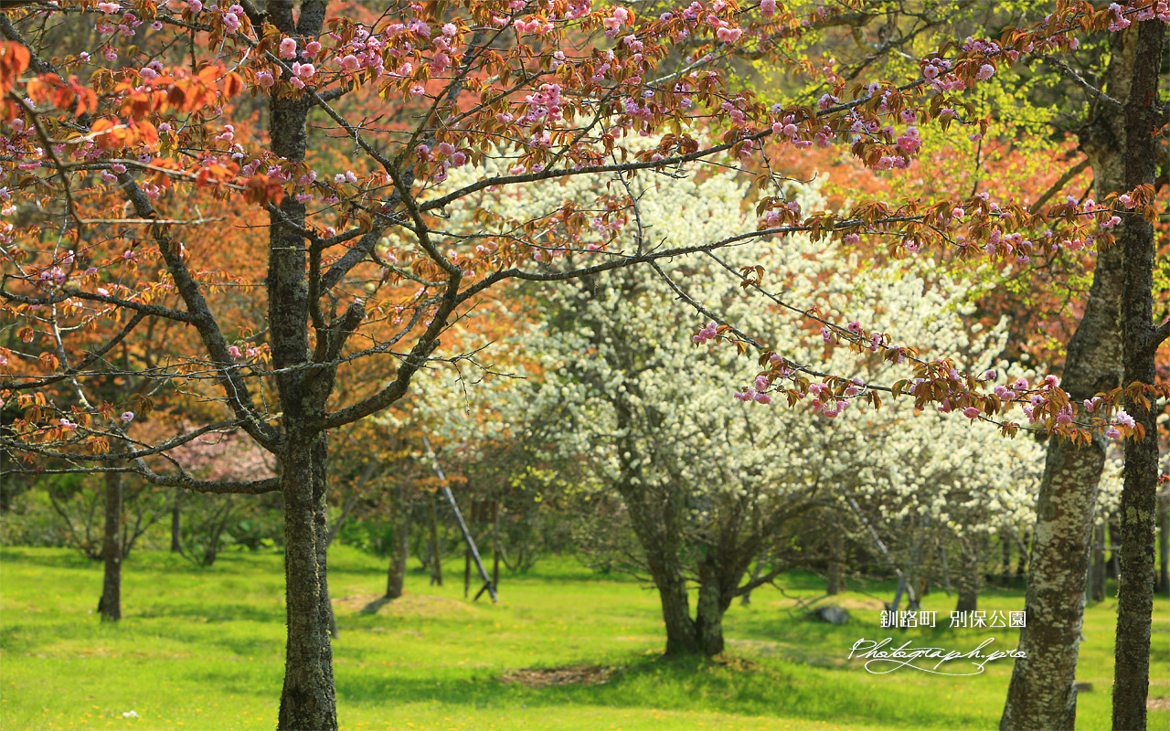別保公園 釧路八重と李 壁紙