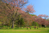 別保公園のエゾヤマザクラ