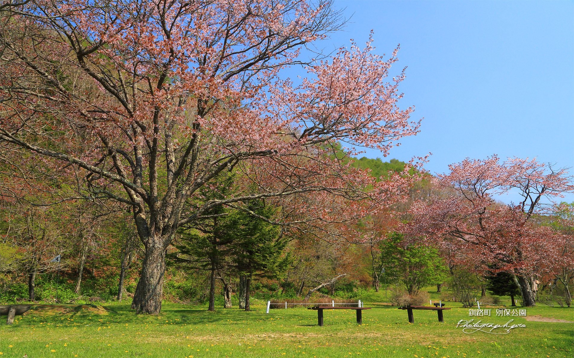 別保公園のエゾヤマザクラ