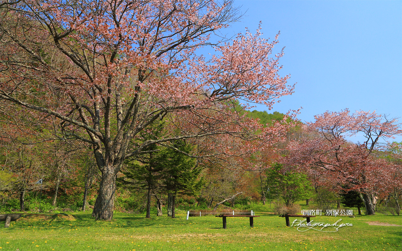 別保公園のエゾヤマザクラ 壁紙