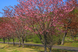 別保公園の八重桜