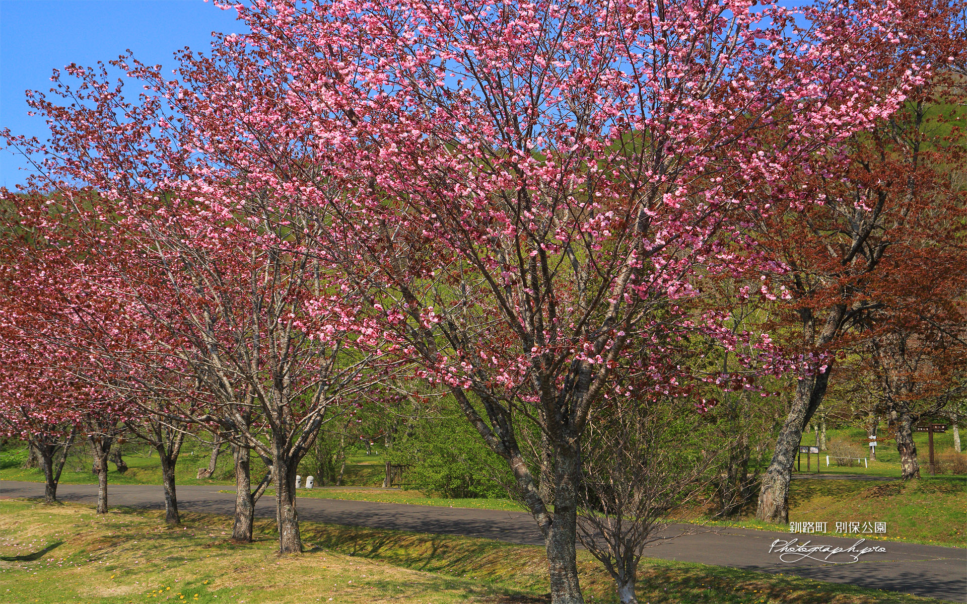 別保公園の八重桜