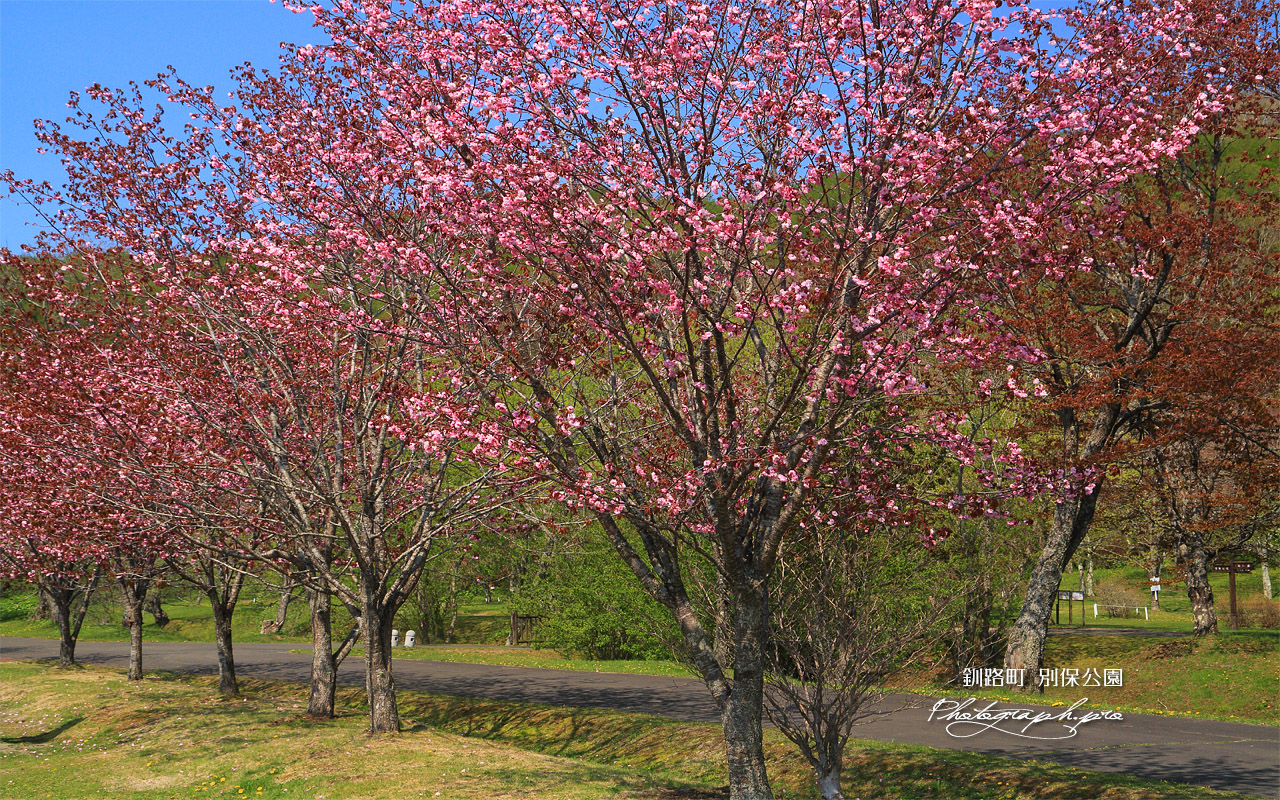 別保公園の八重桜 壁紙
