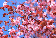 春採公園の桜
