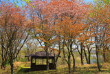 春採公園の蝦夷山桜