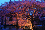 誠諦寺の桜