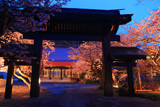 誠諦寺の桜