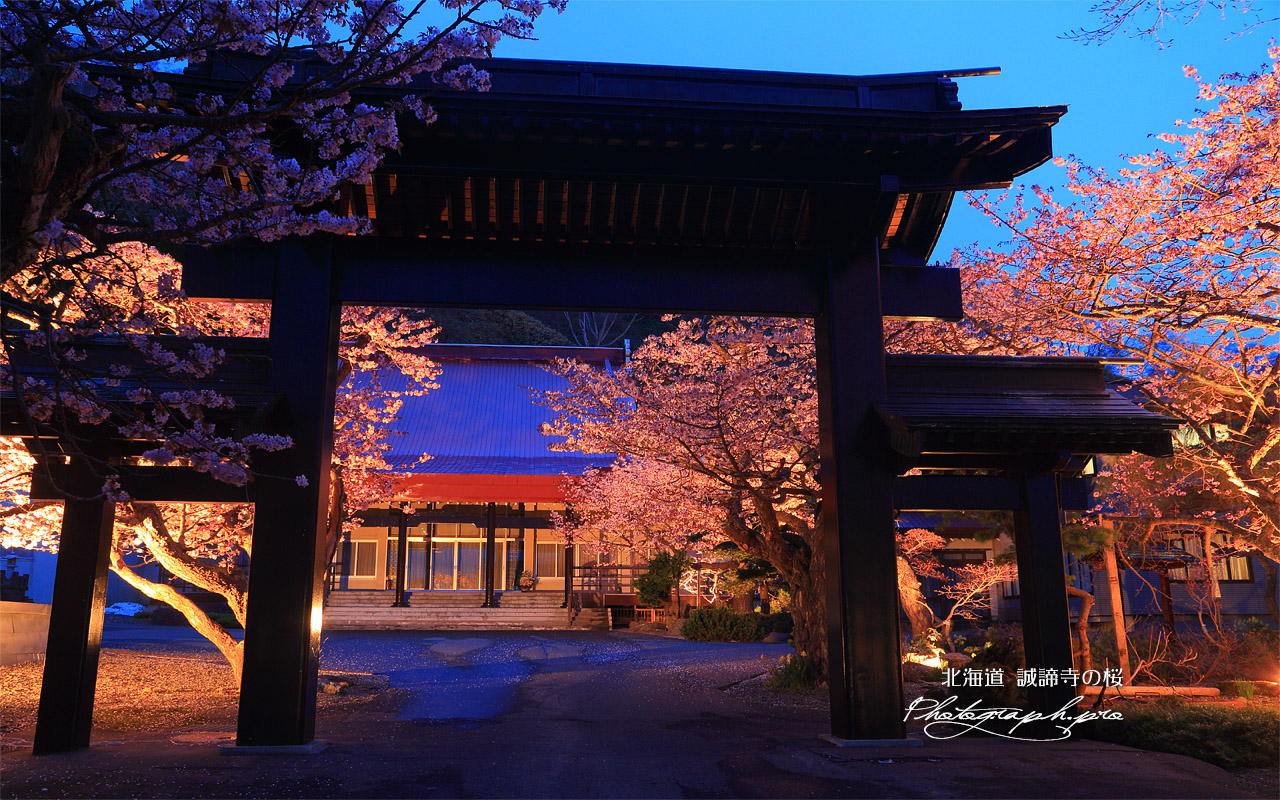 誠諦寺の桜 壁紙