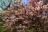 戸長桜