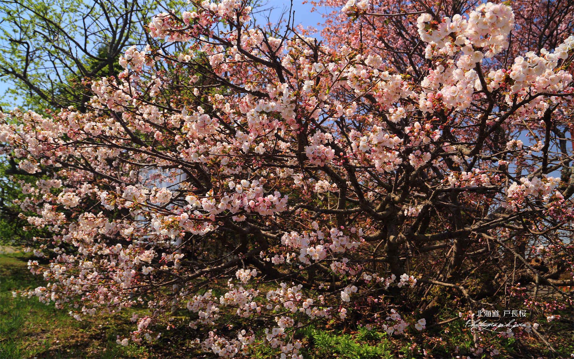 戸長桜