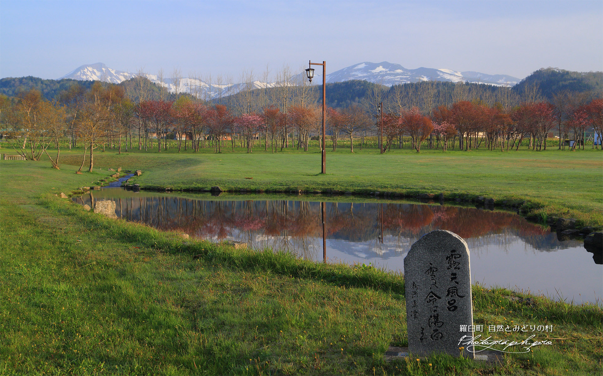 羅臼町 自然とみどりの村の桜