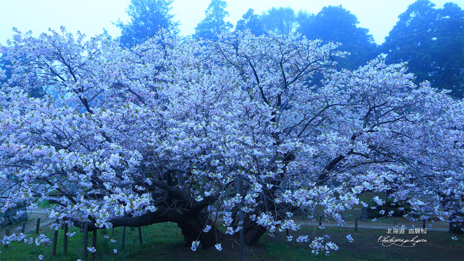 光善寺の血脈桜