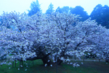 光善寺の血脈桜