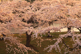 五稜郭公園の桜