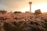 五稜郭公園の桜
