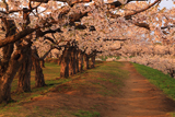 函館市 五稜郭公園の桜