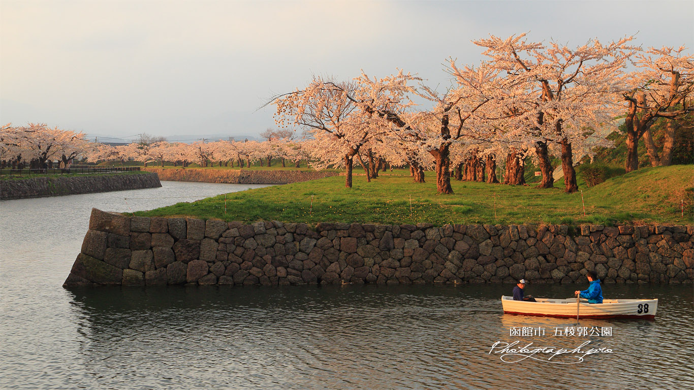 函館市 五稜郭公園の桜 壁紙