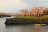 函館市 五稜郭公園の桜