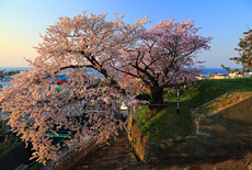 天神坂夫婦桜