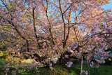 光善寺の血脈桜