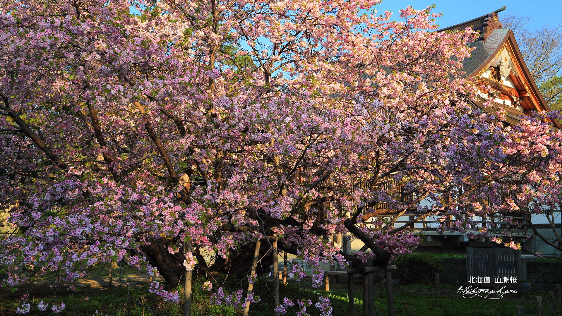 血脈桜