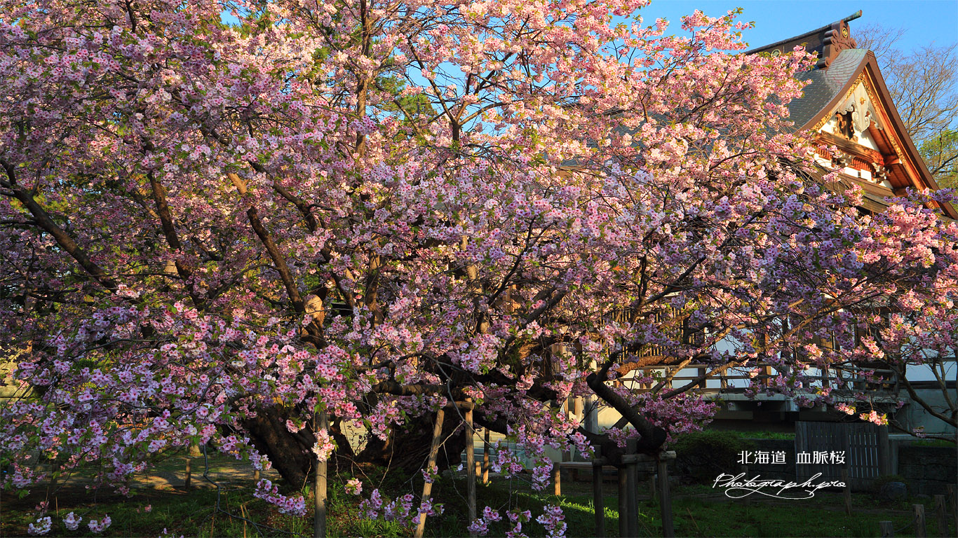 血脈桜 壁紙