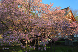 道南の桜