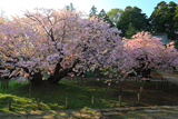 光善寺の血脈桜