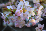 龍雲院の蝦夷霞桜