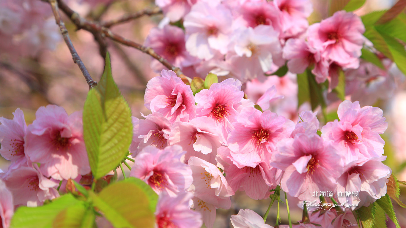 松前の血脈桜 壁紙