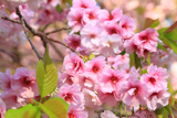 松前の血脈桜