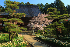 蝦夷霞桜