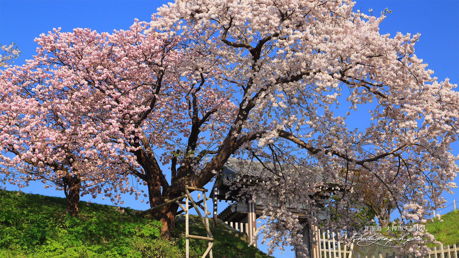 天神坂夫婦桜