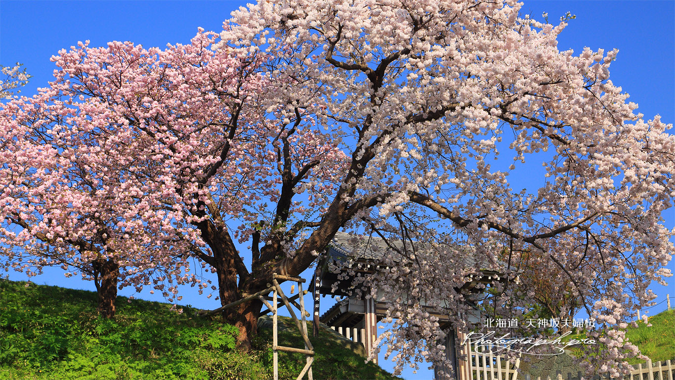 天神坂夫婦桜 壁紙