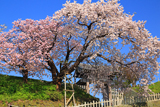 天神坂夫婦桜