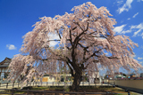 法亀寺のしだれ桜