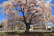 法亀寺のしだれ桜