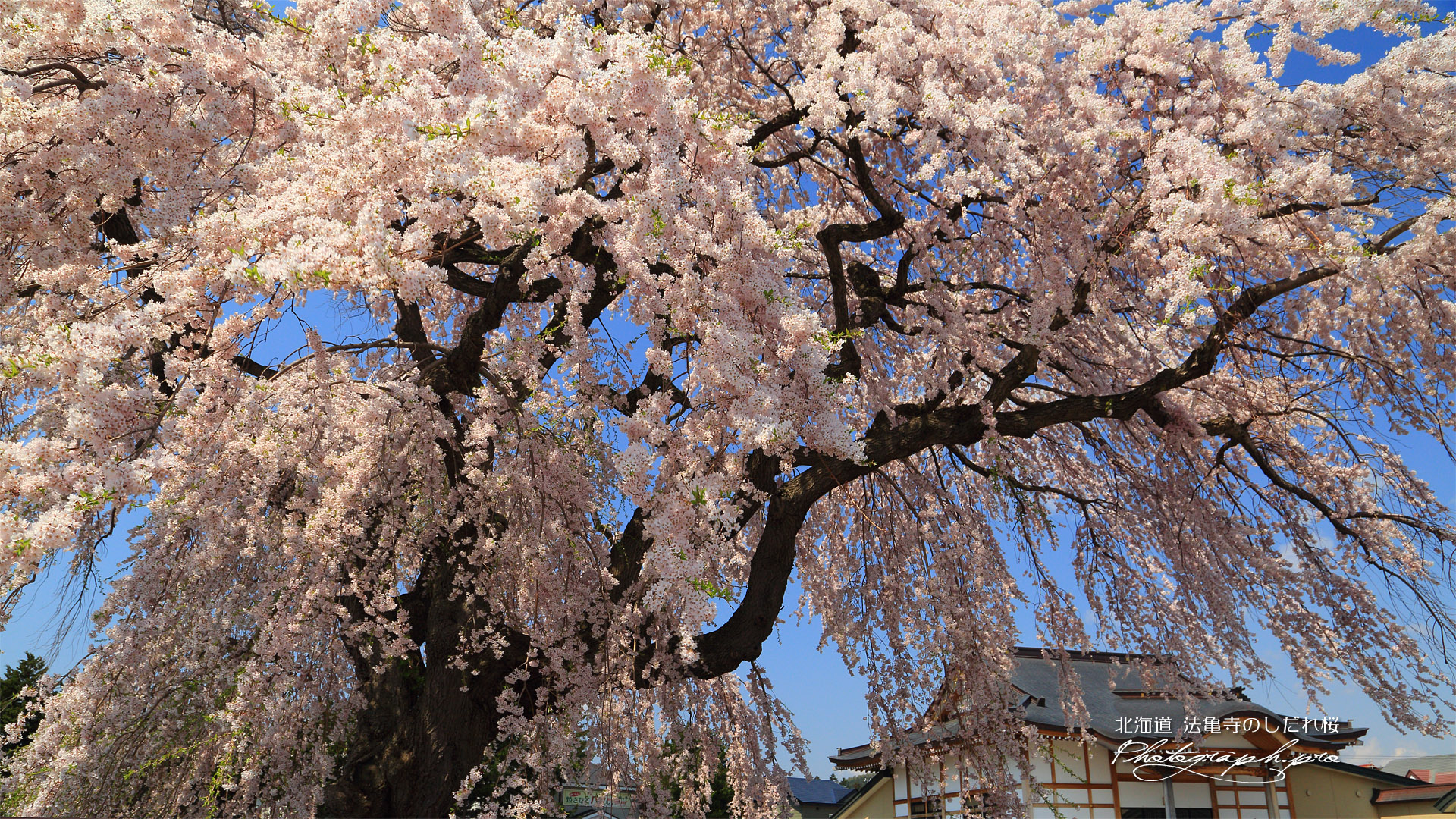 法亀寺のしだれ桜